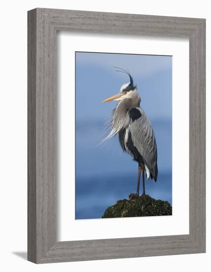 Great Blue Heron, Attempting to Preen on a Windy Day-Ken Archer-Framed Photographic Print