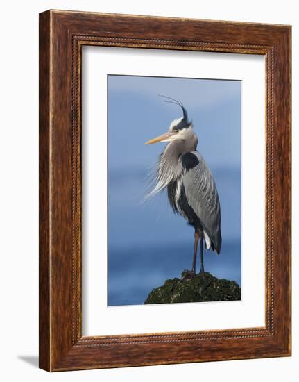 Great Blue Heron, Attempting to Preen on a Windy Day-Ken Archer-Framed Photographic Print