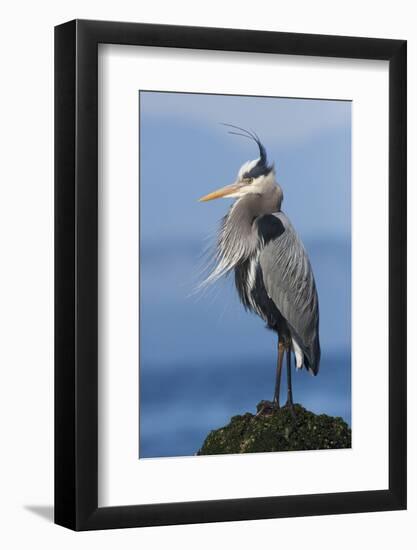 Great Blue Heron, Attempting to Preen on a Windy Day-Ken Archer-Framed Photographic Print