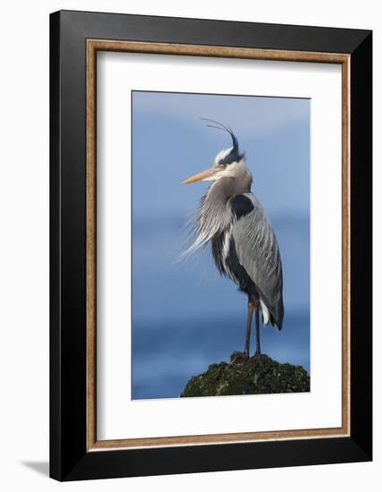 Great Blue Heron, Attempting to Preen on a Windy Day-Ken Archer-Framed Photographic Print