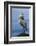 Great Blue Heron, Attempting to Preen on a Windy Day-Ken Archer-Framed Photographic Print