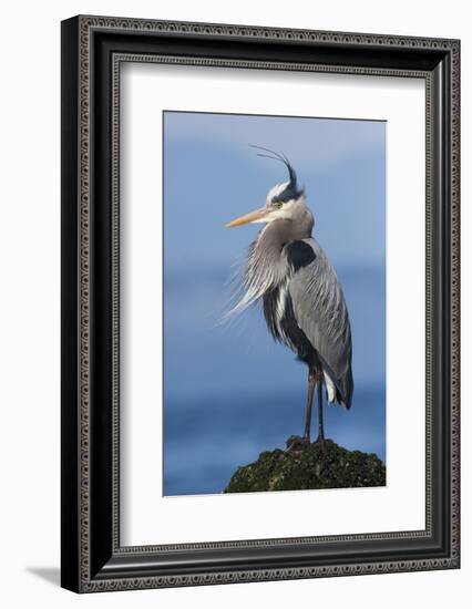 Great Blue Heron, Attempting to Preen on a Windy Day-Ken Archer-Framed Photographic Print