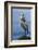 Great Blue Heron, Attempting to Preen on a Windy Day-Ken Archer-Framed Photographic Print