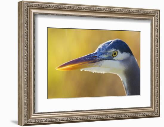 Great Blue Heron, Autumn Close-Up-Ken Archer-Framed Photographic Print