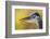 Great Blue Heron, Autumn Close-Up-Ken Archer-Framed Photographic Print