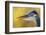 Great Blue Heron, Autumn Close-Up-Ken Archer-Framed Photographic Print