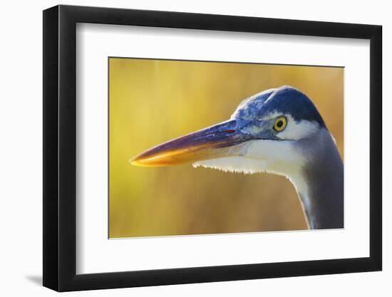 Great Blue Heron, Autumn Close-Up-Ken Archer-Framed Photographic Print