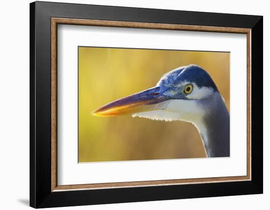 Great Blue Heron, Autumn Close-Up-Ken Archer-Framed Photographic Print