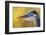 Great Blue Heron, Autumn Close-Up-Ken Archer-Framed Photographic Print