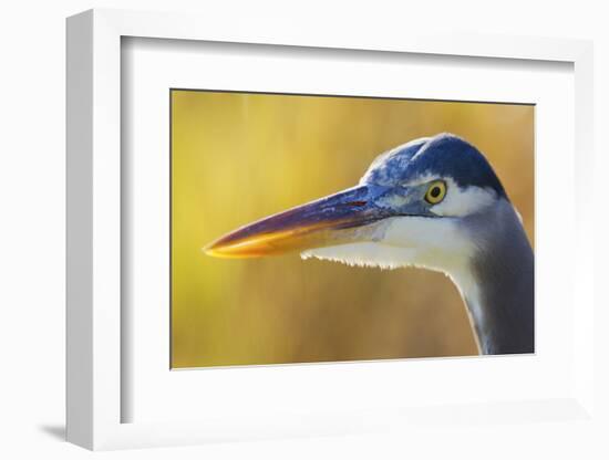 Great Blue Heron, Autumn Close-Up-Ken Archer-Framed Photographic Print