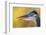 Great Blue Heron, Autumn Close-Up-Ken Archer-Framed Photographic Print