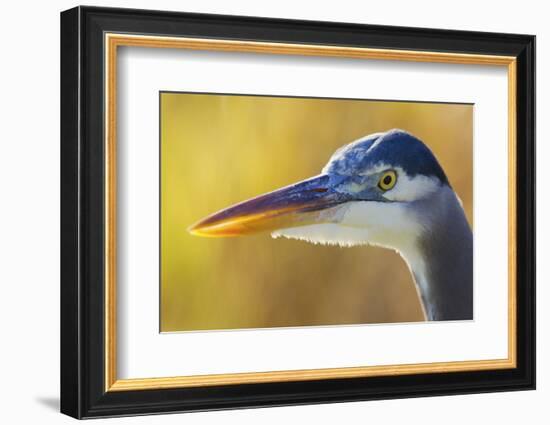 Great Blue Heron, Autumn Close-Up-Ken Archer-Framed Photographic Print