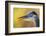 Great Blue Heron, Autumn Close-Up-Ken Archer-Framed Photographic Print