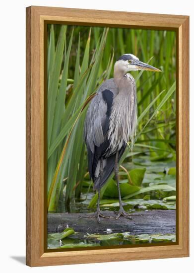 Great Blue Heron Bird, Juanita Bay Wetland, Washington, USA-Jamie & Judy Wild-Framed Premier Image Canvas