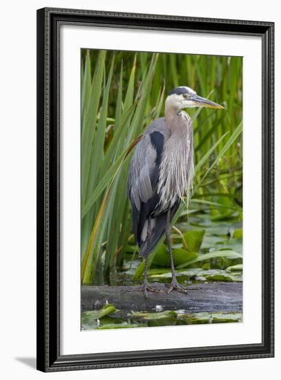 Great Blue Heron Bird, Juanita Bay Wetland, Washington, USA-Jamie & Judy Wild-Framed Photographic Print