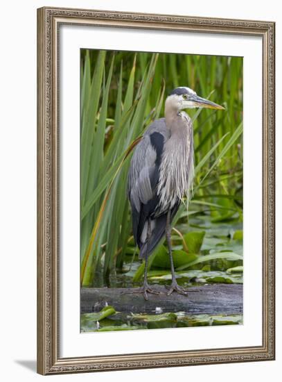 Great Blue Heron Bird, Juanita Bay Wetland, Washington, USA-Jamie & Judy Wild-Framed Photographic Print