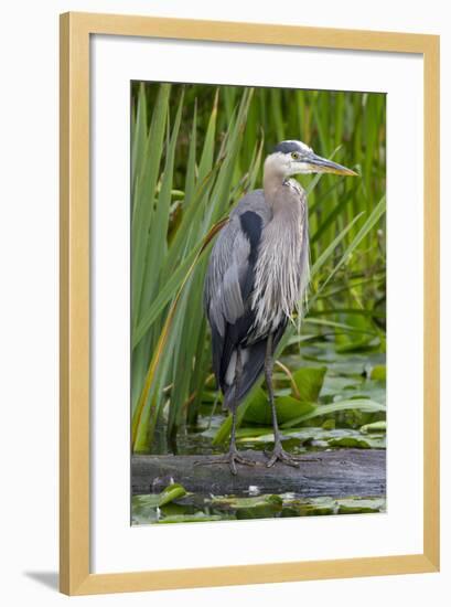 Great Blue Heron Bird, Juanita Bay Wetland, Washington, USA-Jamie & Judy Wild-Framed Photographic Print