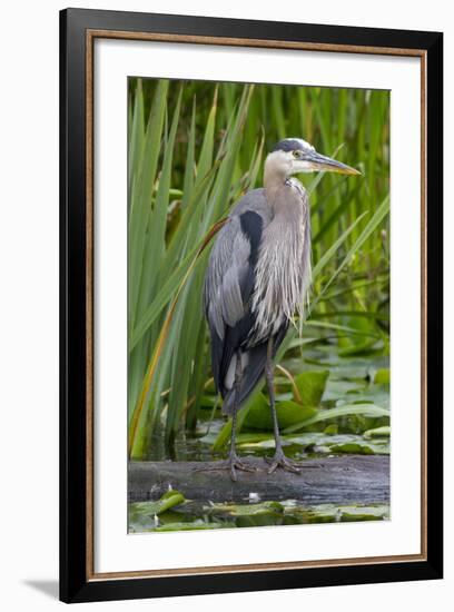 Great Blue Heron Bird, Juanita Bay Wetland, Washington, USA-Jamie & Judy Wild-Framed Photographic Print