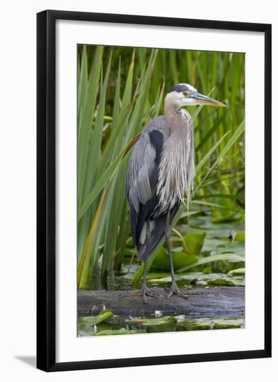 Great Blue Heron Bird, Juanita Bay Wetland, Washington, USA-Jamie & Judy Wild-Framed Photographic Print