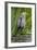 Great Blue Heron Bird, Juanita Bay Wetland, Washington, USA-Jamie & Judy Wild-Framed Photographic Print