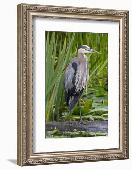 Great Blue Heron Bird, Juanita Bay Wetland, Washington, USA-Jamie & Judy Wild-Framed Photographic Print