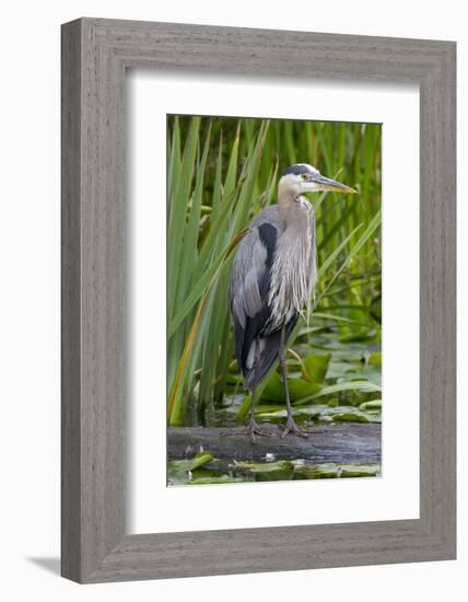 Great Blue Heron Bird, Juanita Bay Wetland, Washington, USA-Jamie & Judy Wild-Framed Photographic Print