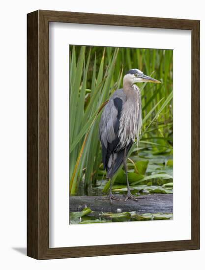 Great Blue Heron Bird, Juanita Bay Wetland, Washington, USA-Jamie & Judy Wild-Framed Photographic Print