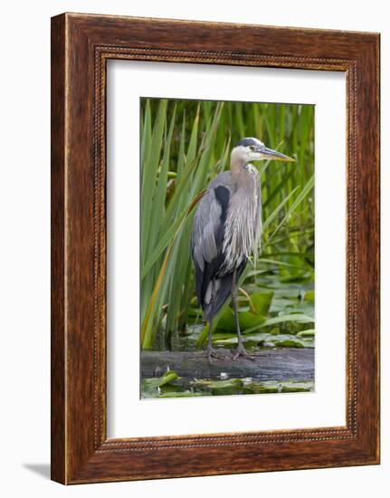 Great Blue Heron Bird, Juanita Bay Wetland, Washington, USA-Jamie & Judy Wild-Framed Photographic Print