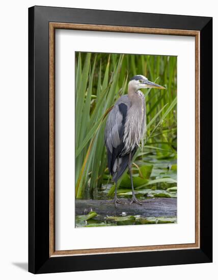 Great Blue Heron Bird, Juanita Bay Wetland, Washington, USA-Jamie & Judy Wild-Framed Photographic Print