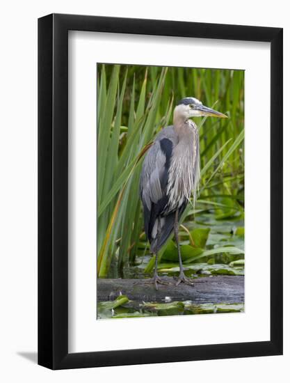 Great Blue Heron Bird, Juanita Bay Wetland, Washington, USA-Jamie & Judy Wild-Framed Photographic Print