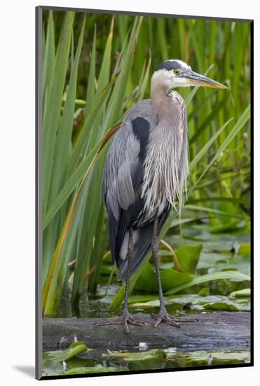 Great Blue Heron Bird, Juanita Bay Wetland, Washington, USA-Jamie & Judy Wild-Mounted Photographic Print