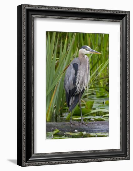 Great Blue Heron Bird, Juanita Bay Wetland, Washington, USA-Jamie & Judy Wild-Framed Photographic Print