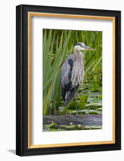 Great Blue Heron Bird, Juanita Bay Wetland, Washington, USA-Jamie & Judy Wild-Framed Photographic Print