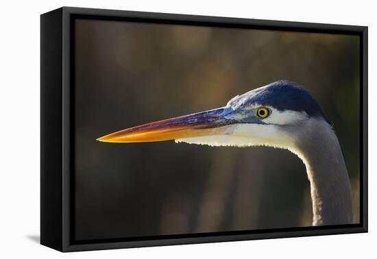 Great Blue Heron, Close Up Portrait-Ken Archer-Framed Premier Image Canvas