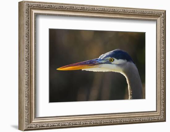 Great Blue Heron, Close Up Portrait-Ken Archer-Framed Photographic Print