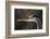 Great Blue Heron, Close Up Portrait-Ken Archer-Framed Photographic Print