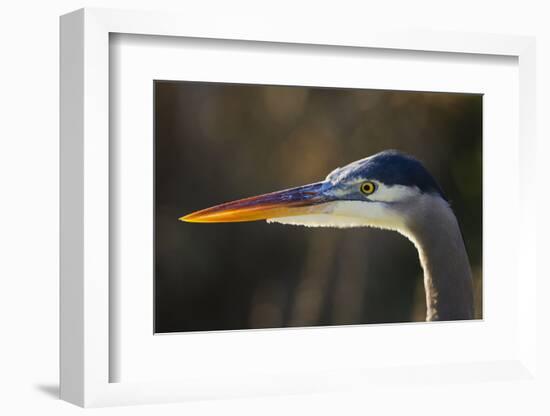 Great Blue Heron, Close Up Portrait-Ken Archer-Framed Photographic Print