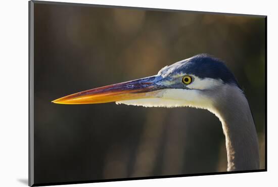 Great Blue Heron, Close Up Portrait-Ken Archer-Mounted Photographic Print