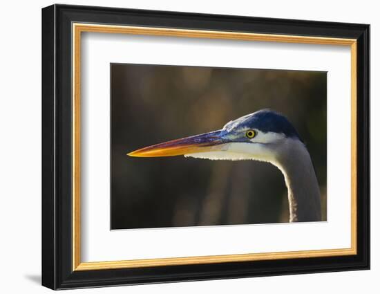 Great Blue Heron, Close Up Portrait-Ken Archer-Framed Photographic Print