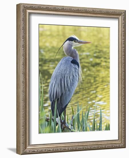 Great Blue Heron, Crystal Springs Rhododendron Garden, Portland, Oregon.-William Sutton-Framed Photographic Print