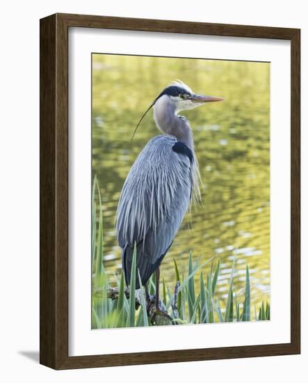 Great Blue Heron, Crystal Springs Rhododendron Garden, Portland, Oregon.-William Sutton-Framed Photographic Print