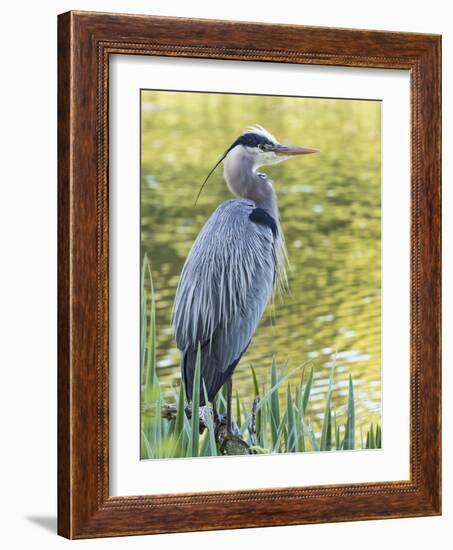 Great Blue Heron, Crystal Springs Rhododendron Garden, Portland, Oregon.-William Sutton-Framed Photographic Print