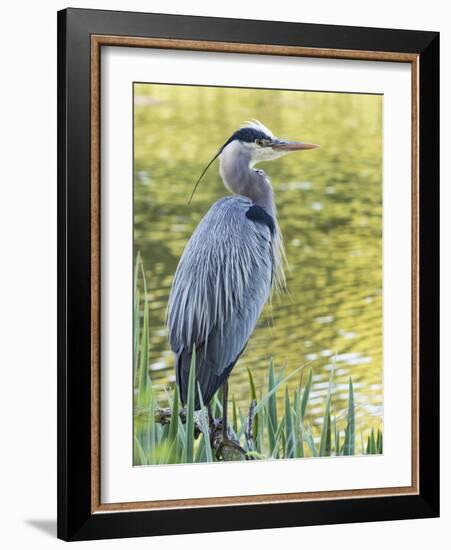 Great Blue Heron, Crystal Springs Rhododendron Garden, Portland, Oregon.-William Sutton-Framed Photographic Print