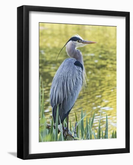 Great Blue Heron, Crystal Springs Rhododendron Garden, Portland, Oregon.-William Sutton-Framed Photographic Print