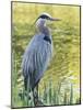 Great Blue Heron, Crystal Springs Rhododendron Garden, Portland, Oregon.-William Sutton-Mounted Photographic Print