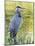 Great Blue Heron, Crystal Springs Rhododendron Garden, Portland, Oregon.-William Sutton-Mounted Photographic Print