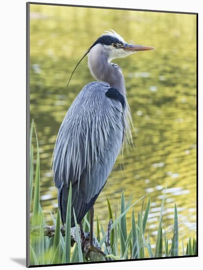 Great Blue Heron, Crystal Springs Rhododendron Garden, Portland, Oregon.-William Sutton-Mounted Photographic Print