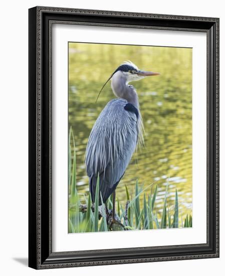 Great Blue Heron, Crystal Springs Rhododendron Garden, Portland, Oregon.-William Sutton-Framed Photographic Print