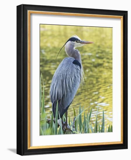 Great Blue Heron, Crystal Springs Rhododendron Garden, Portland, Oregon.-William Sutton-Framed Photographic Print