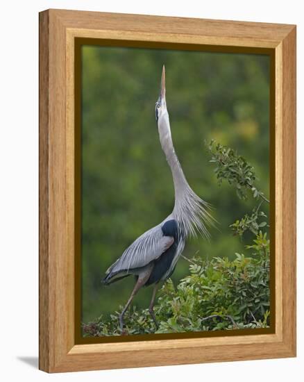 Great Blue Heron Displaying the Sky Point Courtship Ritual-Arthur Morris-Framed Premier Image Canvas